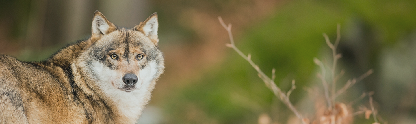 Wat wolven ons leren over samenwerken